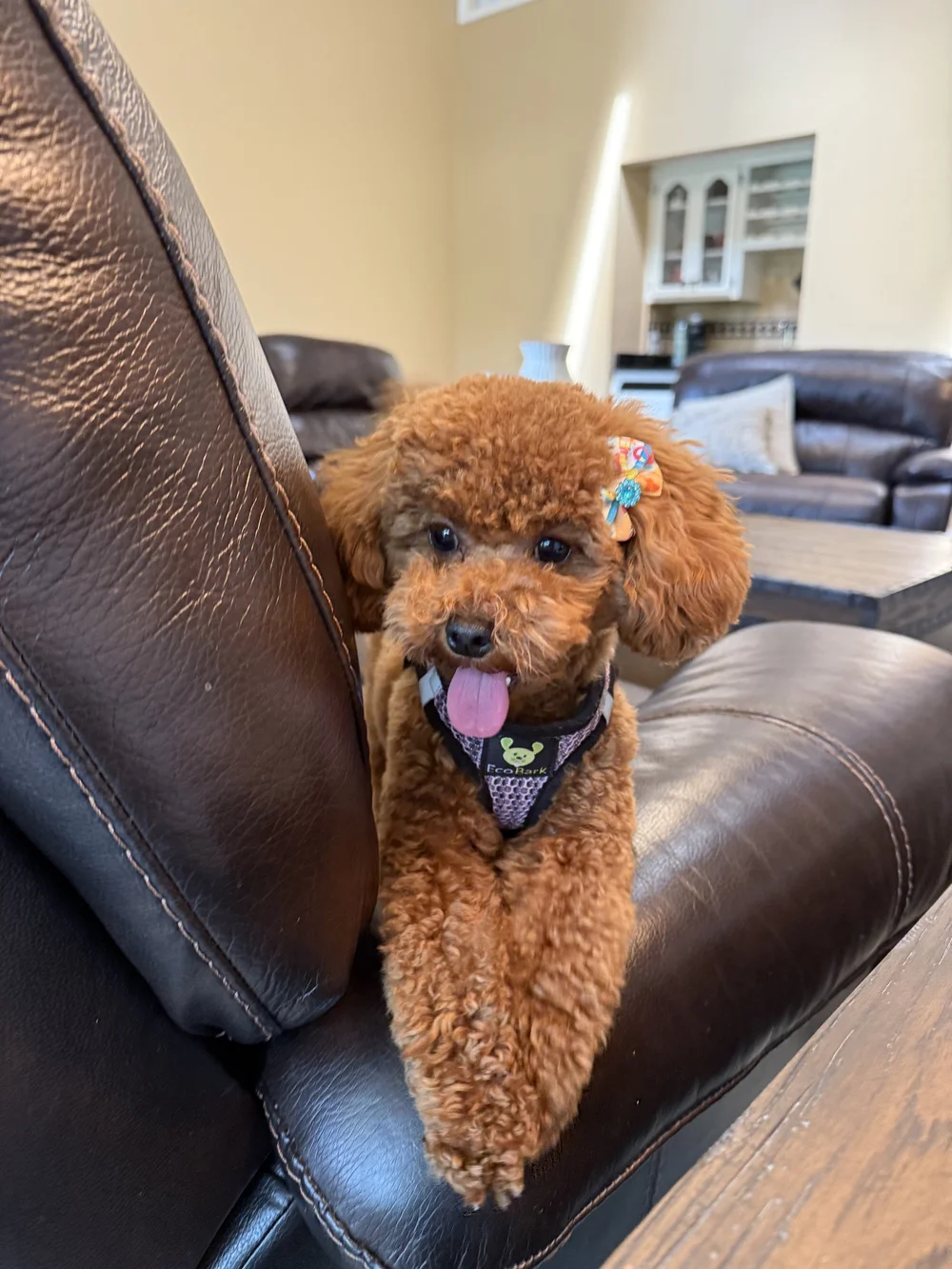Idaho Jewels Poodles — Meet Zelda